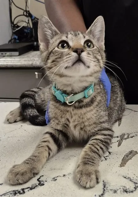 A baby small-sized male Domestic Short Hair cat named Dean for adoption in Lodi, CA