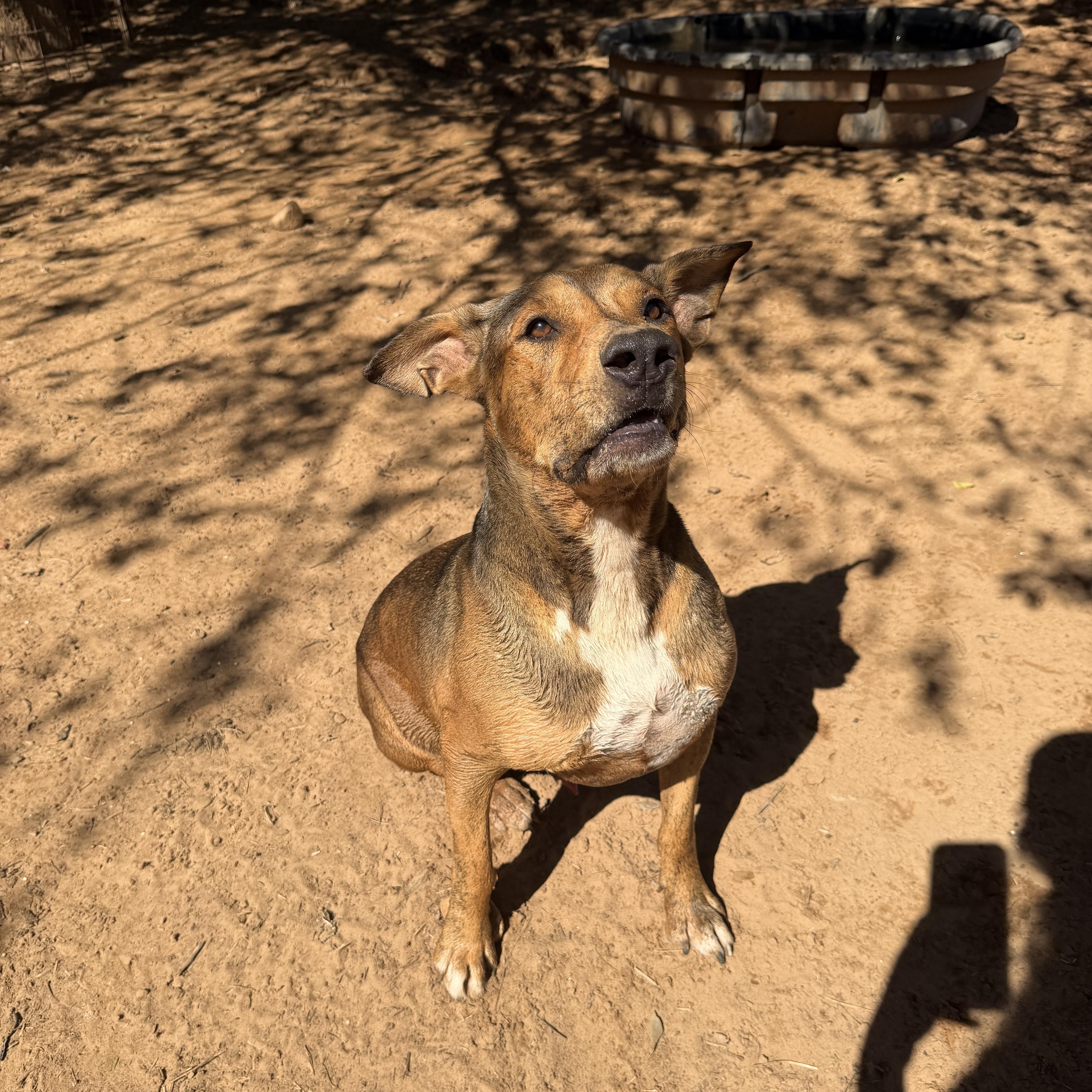 An adult medium-sized male Bicolor Pit Bull Terrier dog named Otis for adoption in Seguin, TX