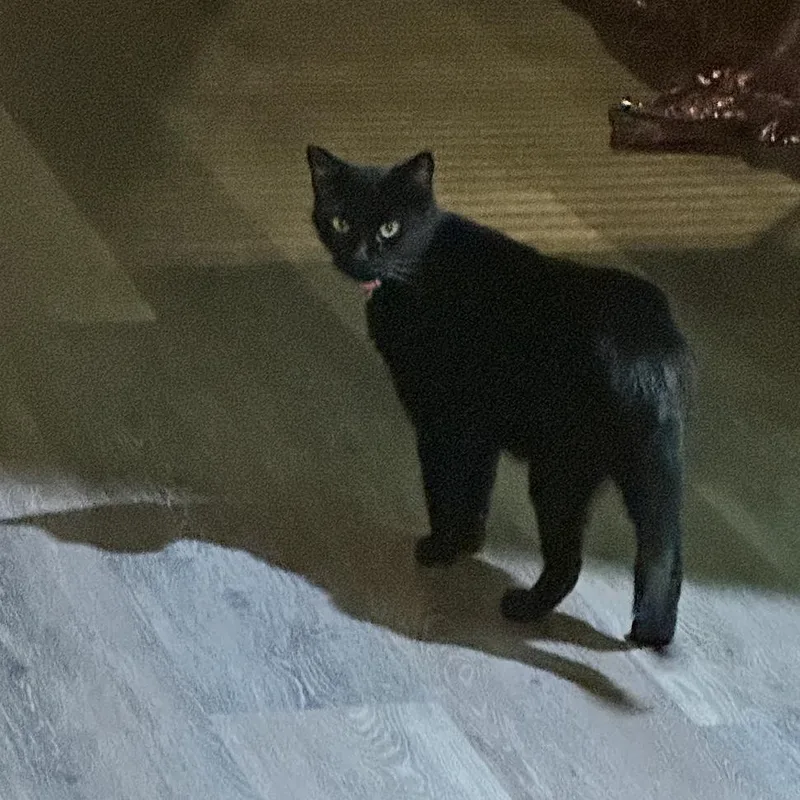 An adult large-sized male Black Domestic Short Hair cat named Kace for adoption in Philadelphia, PA