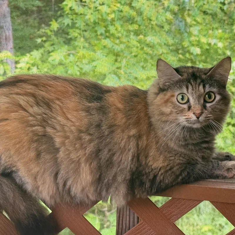 A young medium-sized female Gray / Blue / Silver Domestic Medium Hair cat named Foxy for adoption in Tupelo, MS