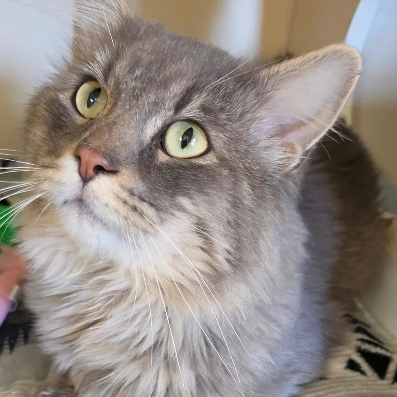 An adult large-sized male Gray / Blue / Silver Domestic Long Hair cat named The Cat for adoption in South Elgin, IL