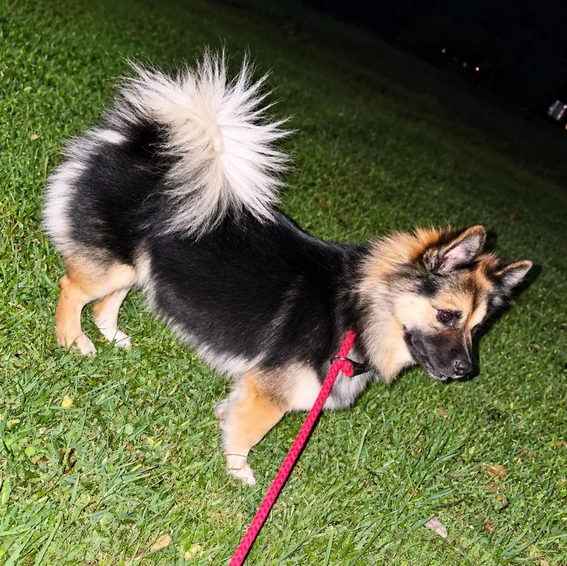 A young medium-sized female Pomeranian dog named Rei for adoption in Shinnston, WV