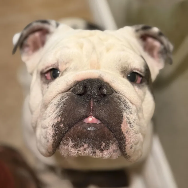 An adult medium-sized female Black English Bulldog dog named Trixie for adoption in Gilbert, AZ