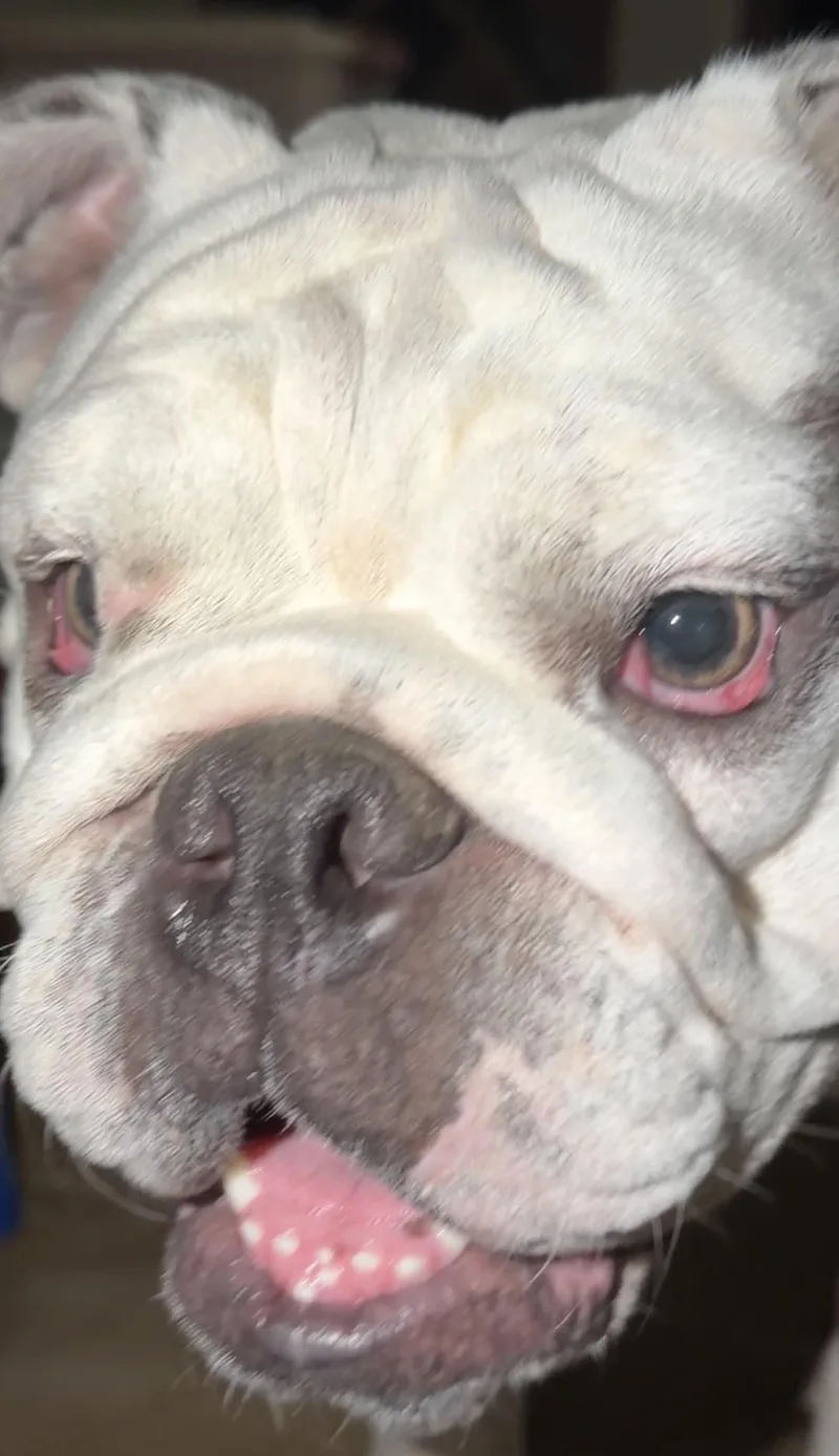 Trixie thumbnail 3