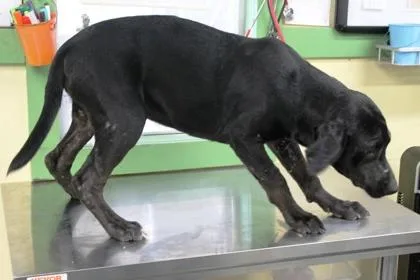 A baby medium-sized female Labrador Retriever dog named Nyeusi for adoption in Picayune, MS
