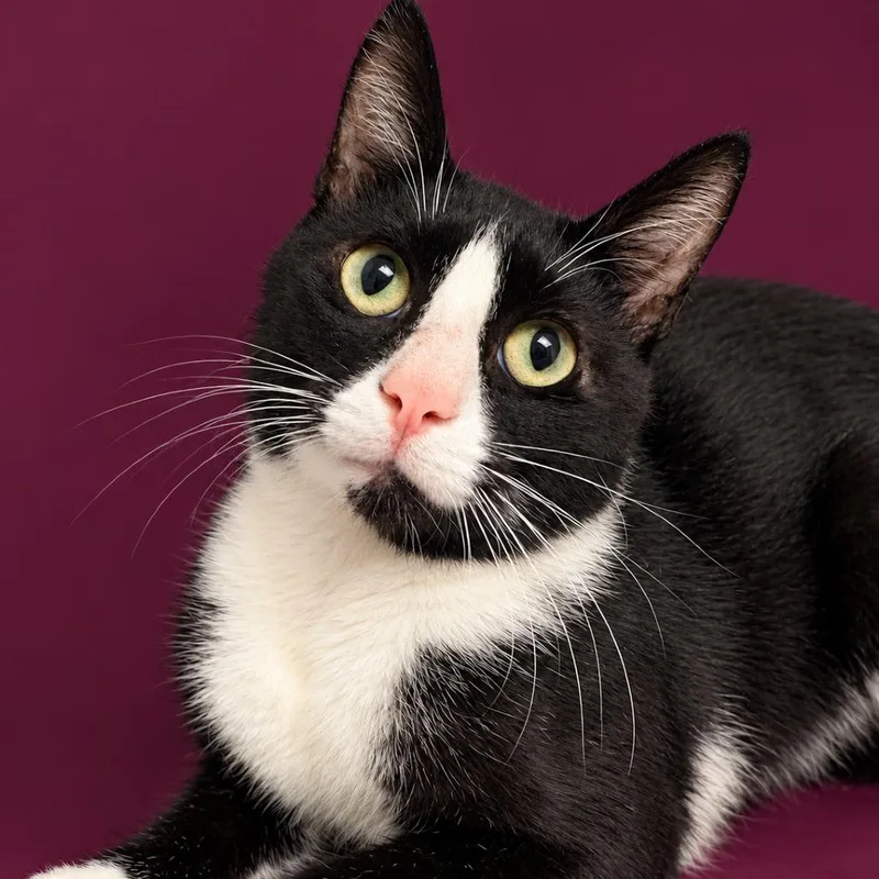 An adult large-sized male Black Domestic Short Hair cat named Oreo for adoption in Concord, NC