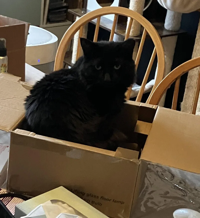 A young medium-sized female Black Domestic Long Hair cat named Tattersail for adoption in Brooklyn, NY