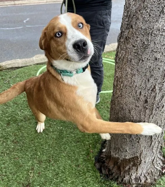 A young large-sized male Yellow / Tan / Blond / Fawn Husky dog named Buck for adoption in Phoenix, OR