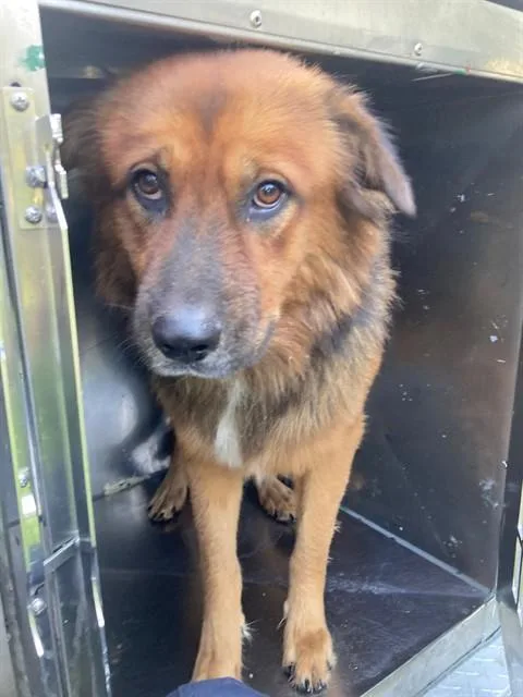 A young large-sized male Mixed Breed dog named Oso for adoption in Dallas, TX