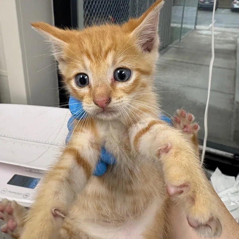 A baby small-sized male Orange / Red Domestic Short Hair cat named Runny Runny Fast Guy for adoption in Columbiana, AL