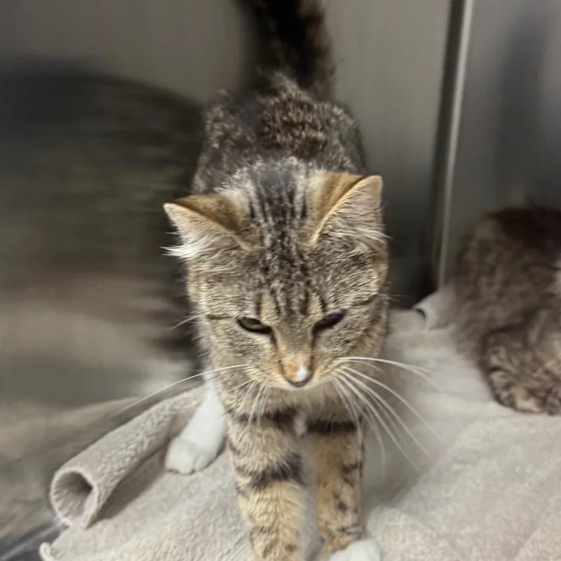 A young small-sized female Brown / Chocolate American Shorthair cat named Octavia for adoption in Normal, IL