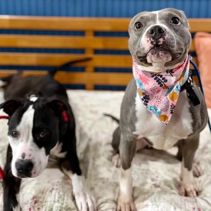 A young medium-sized female Gray / Blue / Silver Pit Bull Terrier dog named Minnie Rodeo Queen for adoption in Friendswood, TX