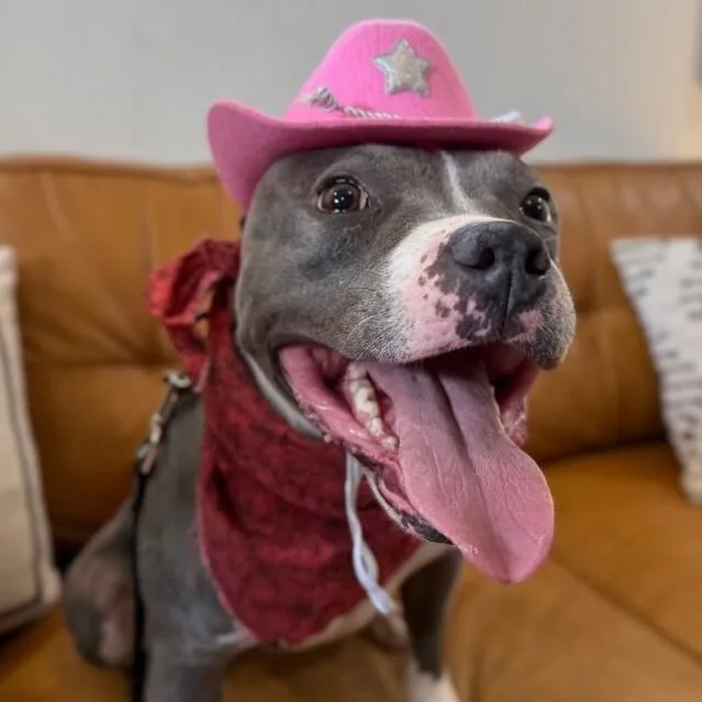 Minnie Rodeo Queen thumbnail 4