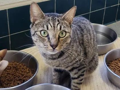 An adult small-sized male Domestic Short Hair cat named Goose for adoption in Honolulu, HI