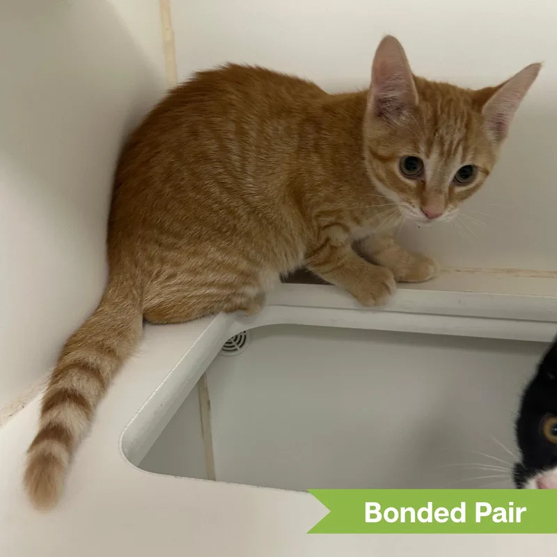 A young medium-sized male Domestic Short Hair cat named Tigger for adoption in Reisterstown, MD