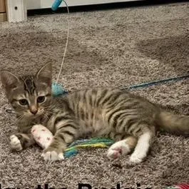 A baby small-sized female Brown / Chocolate Domestic Short Hair cat named Budgy the Budgie for adoption in Fredericksburg, VA