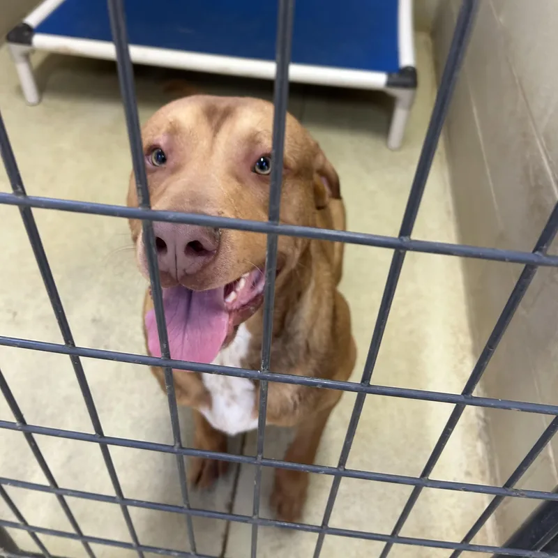 A baby large-sized male Yellow / Tan / Blond / Fawn Pit Bull Terrier dog named Hendrix for adoption in Clarksville, VA