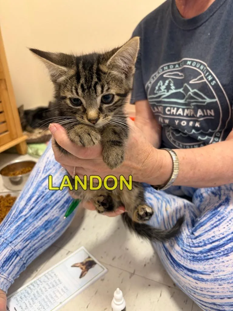 A baby small-sized male Domestic Short Hair cat named Landon for adoption in Plattsburgh, NY