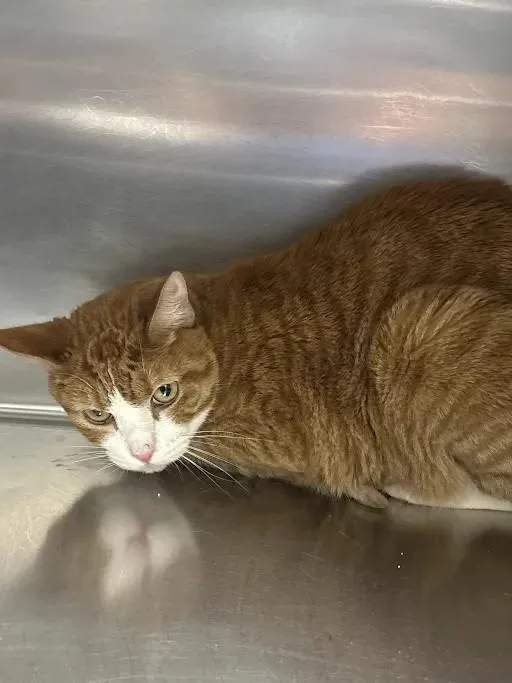 An adult large-sized male Domestic Short Hair cat named Judah for adoption in Las Vegas, NV