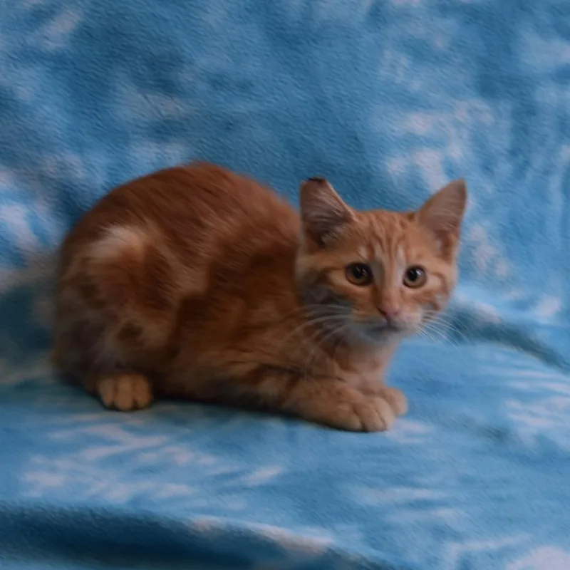 A baby small-sized female Domestic Short Hair cat named Clementine for adoption in Eureka, CA