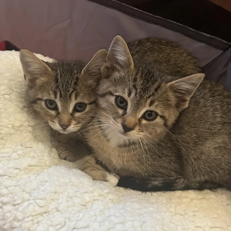A baby small-sized male Tabby (Brown / Chocolate) Domestic Short Hair cat named Demo and Spackle for adoption in Milwaukee, WI