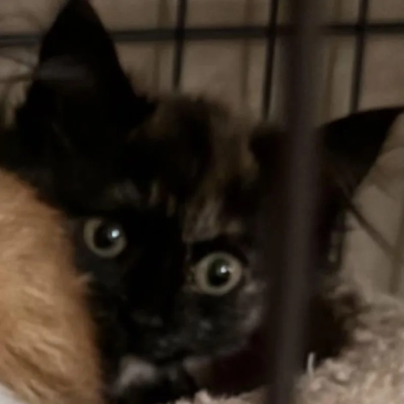 A baby small-sized female Black Domestic Short Hair cat named Cleo for adoption in Long Island City, NY