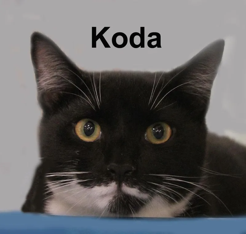 Koda Dri.