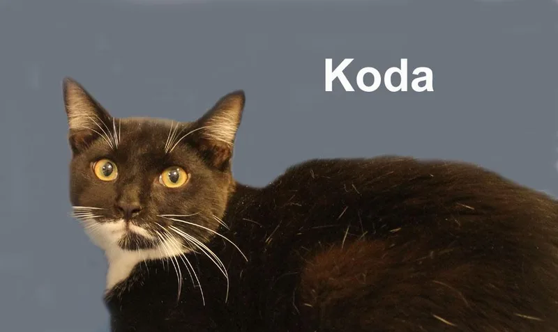 Koda Dri. thumbnail 2