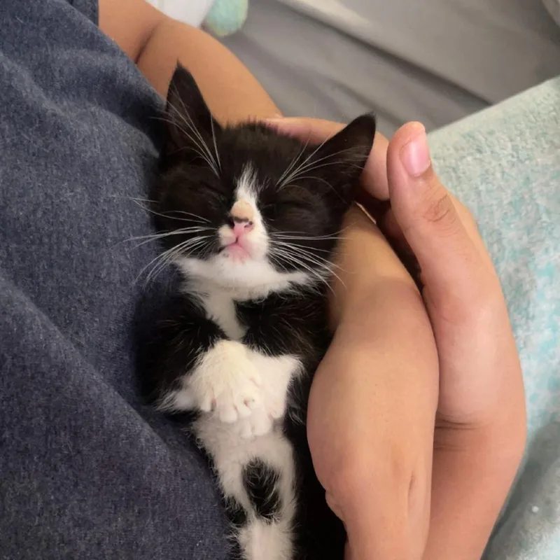 A baby small-sized female Black Domestic Short Hair cat named Squish for adoption in Greensboro, NC