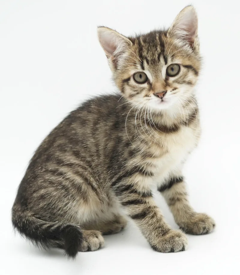 A baby small-sized female Tabby (Brown / Chocolate) Tabby cat named Penny is precious for adoption in Bedford Hills, NY