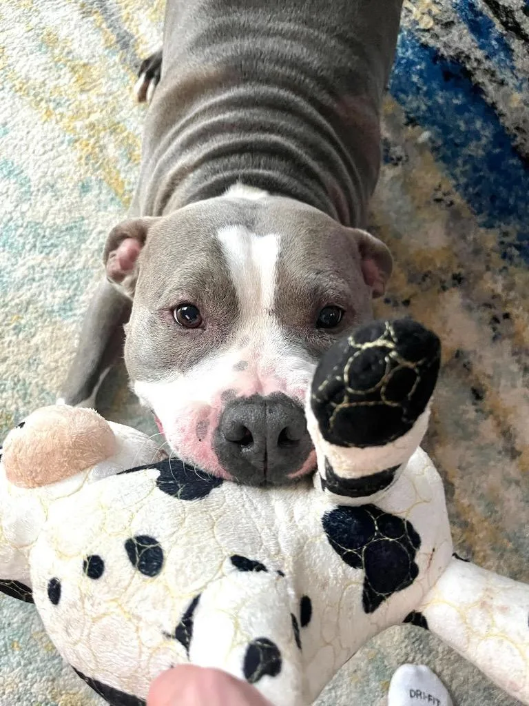 Big Daddy  Local thumbnail 3