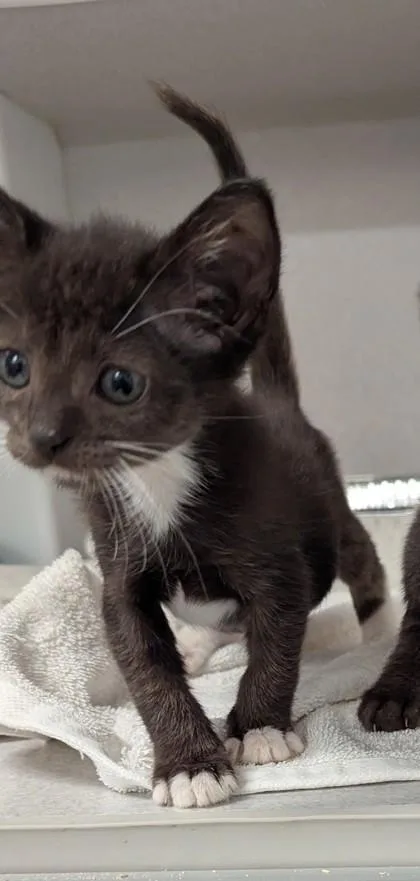 A baby small-sized male Domestic Short Hair cat named Grinch for adoption in Atlanta, GA