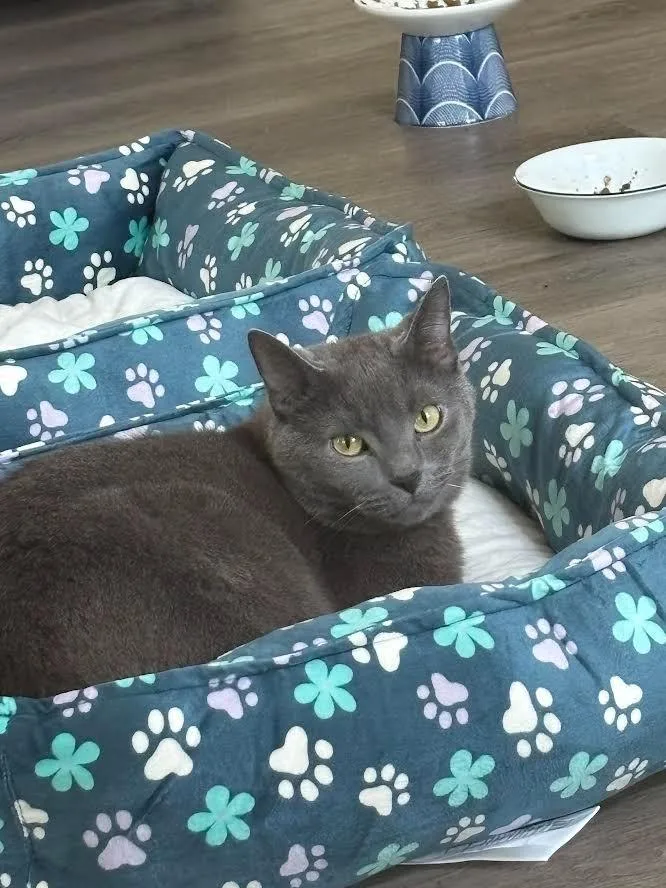 An adult medium-sized male Domestic Short Hair cat named Howard for adoption in Bloomington, IN