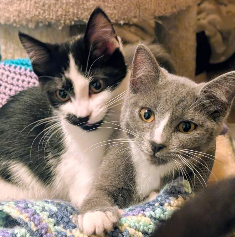 A baby medium-sized female Gray & White Domestic Short Hair cat named Dori & Danielle for adoption in Newport, WA