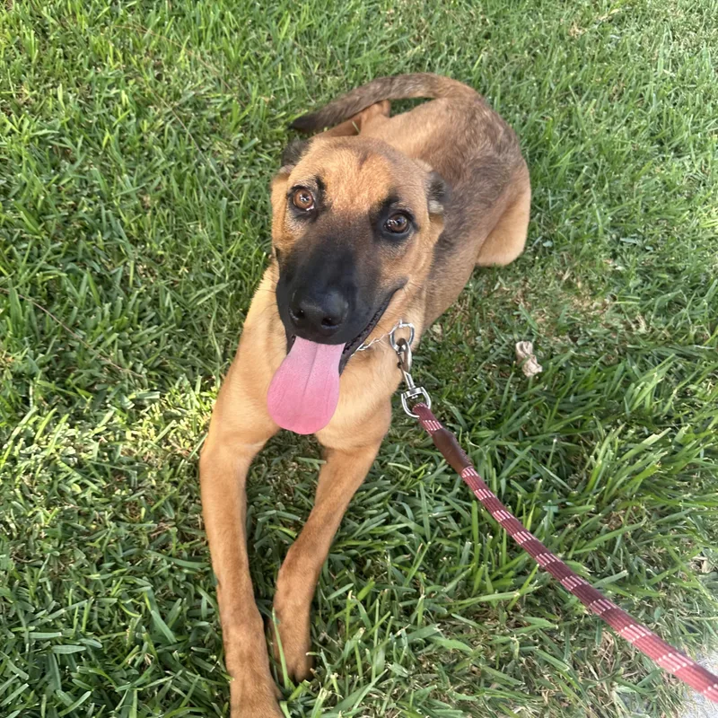 A baby medium-sized male German Shepherd Dog dog named Rocky for adoption in Encino, CA