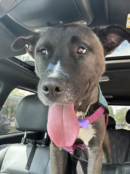 A young large-sized male Belgian Shepherd / Malinois dog named Nikolai for adoption in Westland, MI