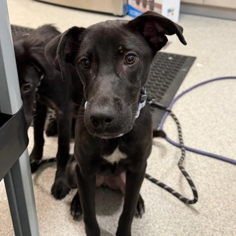 A young medium-sized female Black Mixed Breed dog named Bertha for adoption in Englewood, FL
