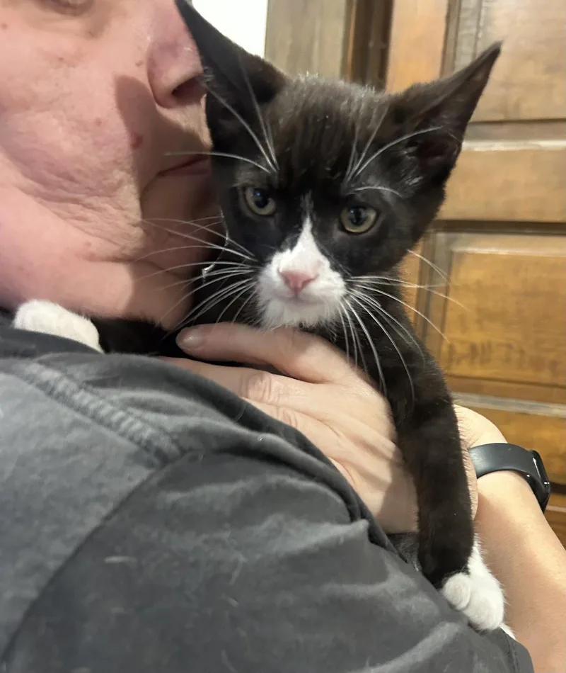 A baby medium-sized male Tuxedo cat named Winston Napa for adoption in Napa, CA