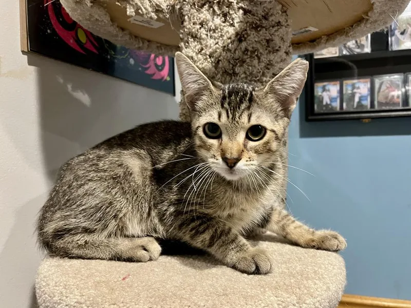 A baby medium-sized male Brown / Chocolate Domestic Short Hair cat named Poindexter for adoption in Emerald Isle, NC