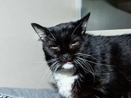 A senior small-sized female Domestic Short Hair cat named Darlo for adoption in Longmont, CO