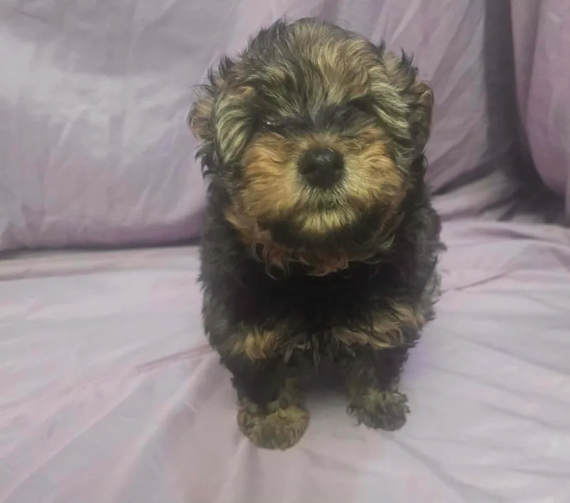 A baby small-sized male Bicolor Terrier dog named Duke for adoption in Uxbridge, MA