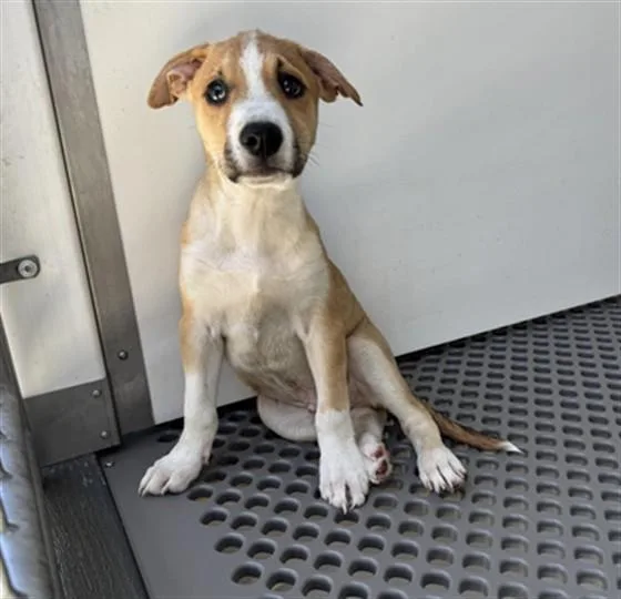A baby small-sized male German Shepherd Dog dog named Rubble for adoption in San Bernardino, CA