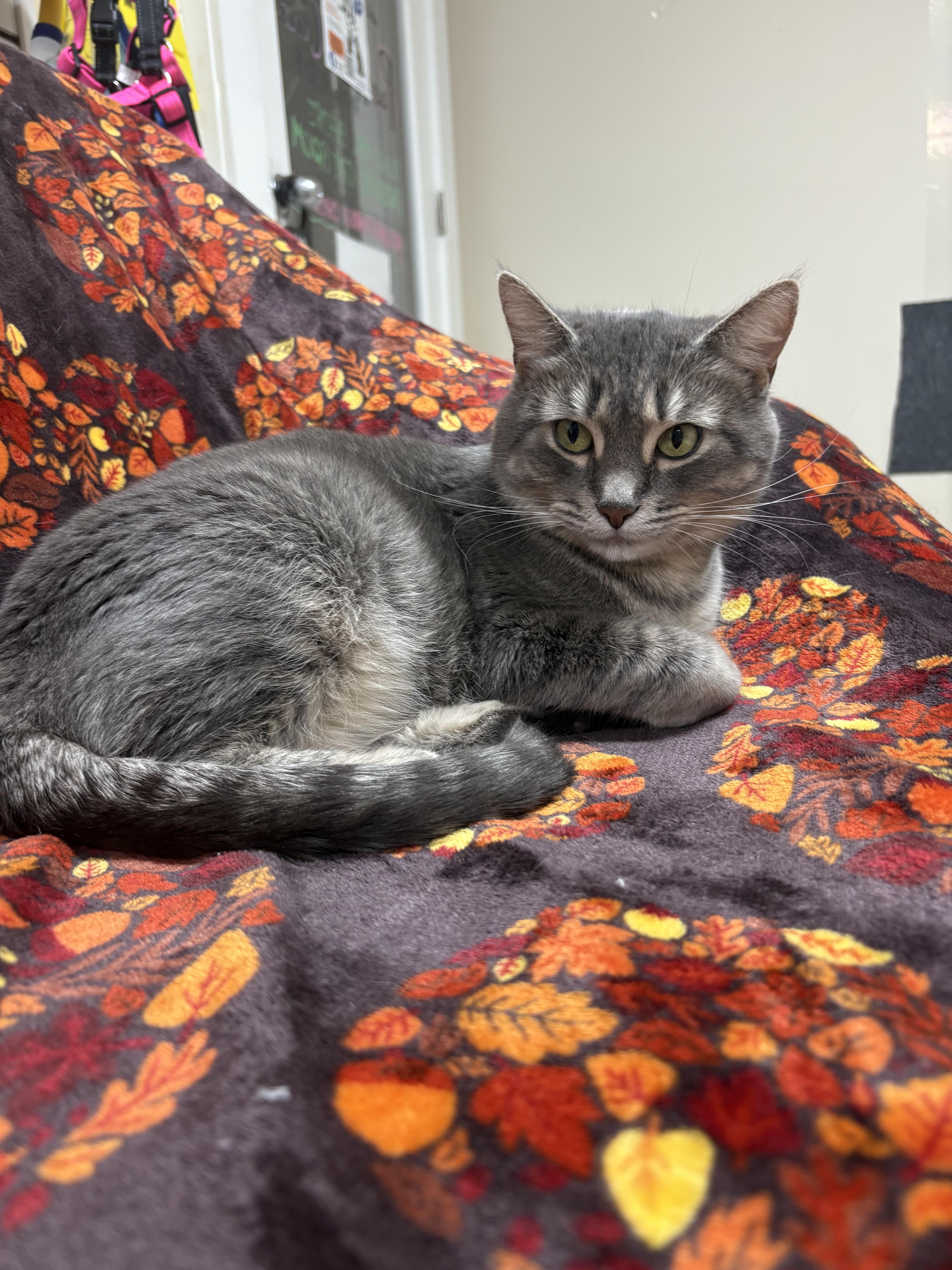An adult large-sized female Domestic Short Hair cat named Twinkle Toes for adoption in New Baltimore, MI