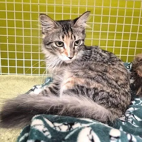 A baby medium-sized female Torbie cat named Mable torbie for adoption in Salt Lake City, UT