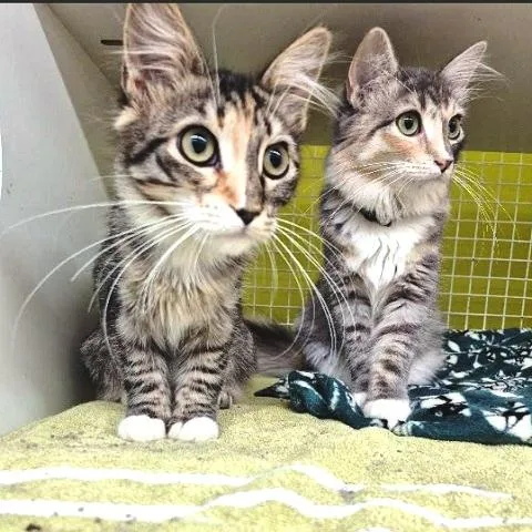 Mable torbie thumbnail 2
