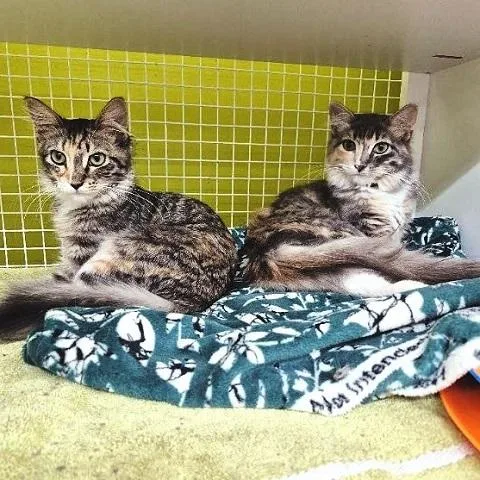 Mable torbie thumbnail 3