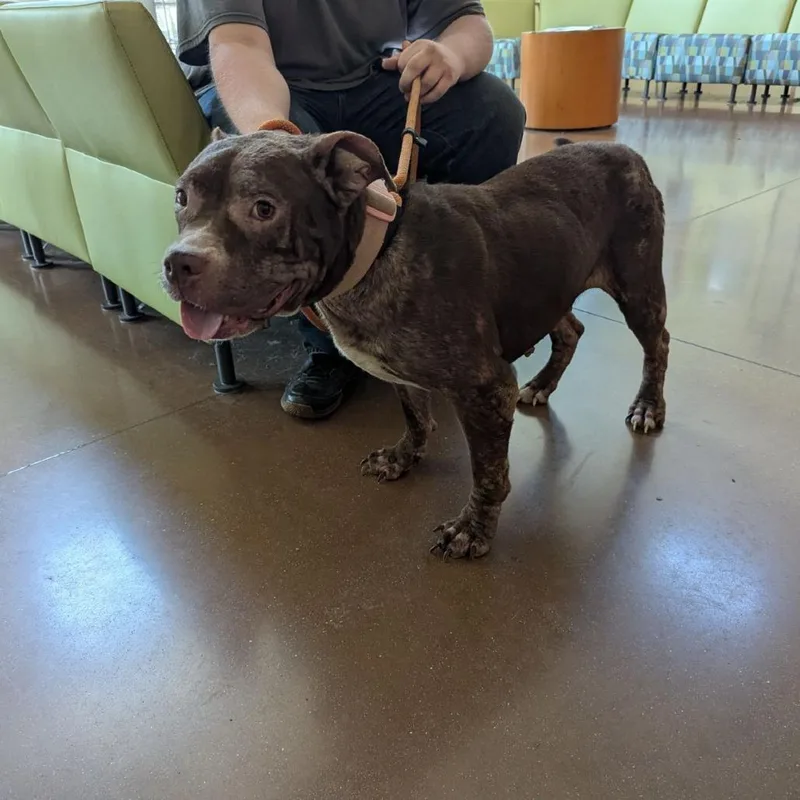An adult small-sized female Brown / Chocolate Staffordshire Bull Terrier dog named Matilda for adoption in Lynchburg, VA