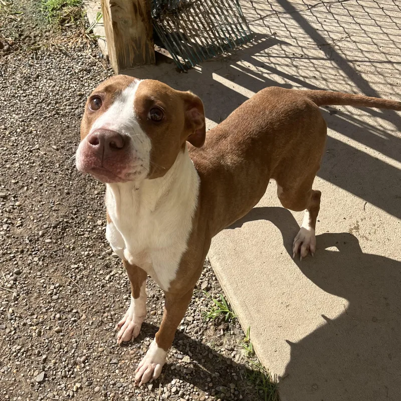 An adult medium-sized female White / Cream Mixed Breed dog named Peanut for adoption in Pomeroy, OH