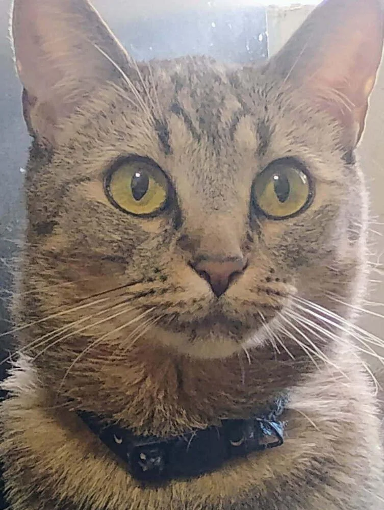 An adult medium-sized female Domestic Short Hair cat named Tig for adoption in Thatcher, AZ