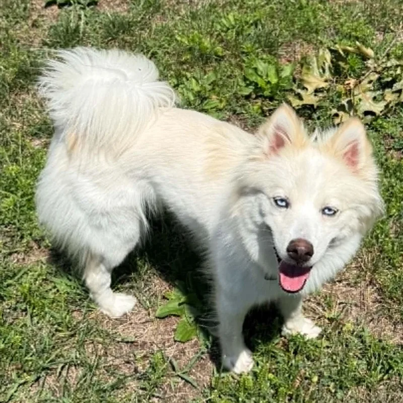 A young small-sized male Pomsky dog named Yuki for adoption in Cherry Hill, NJ